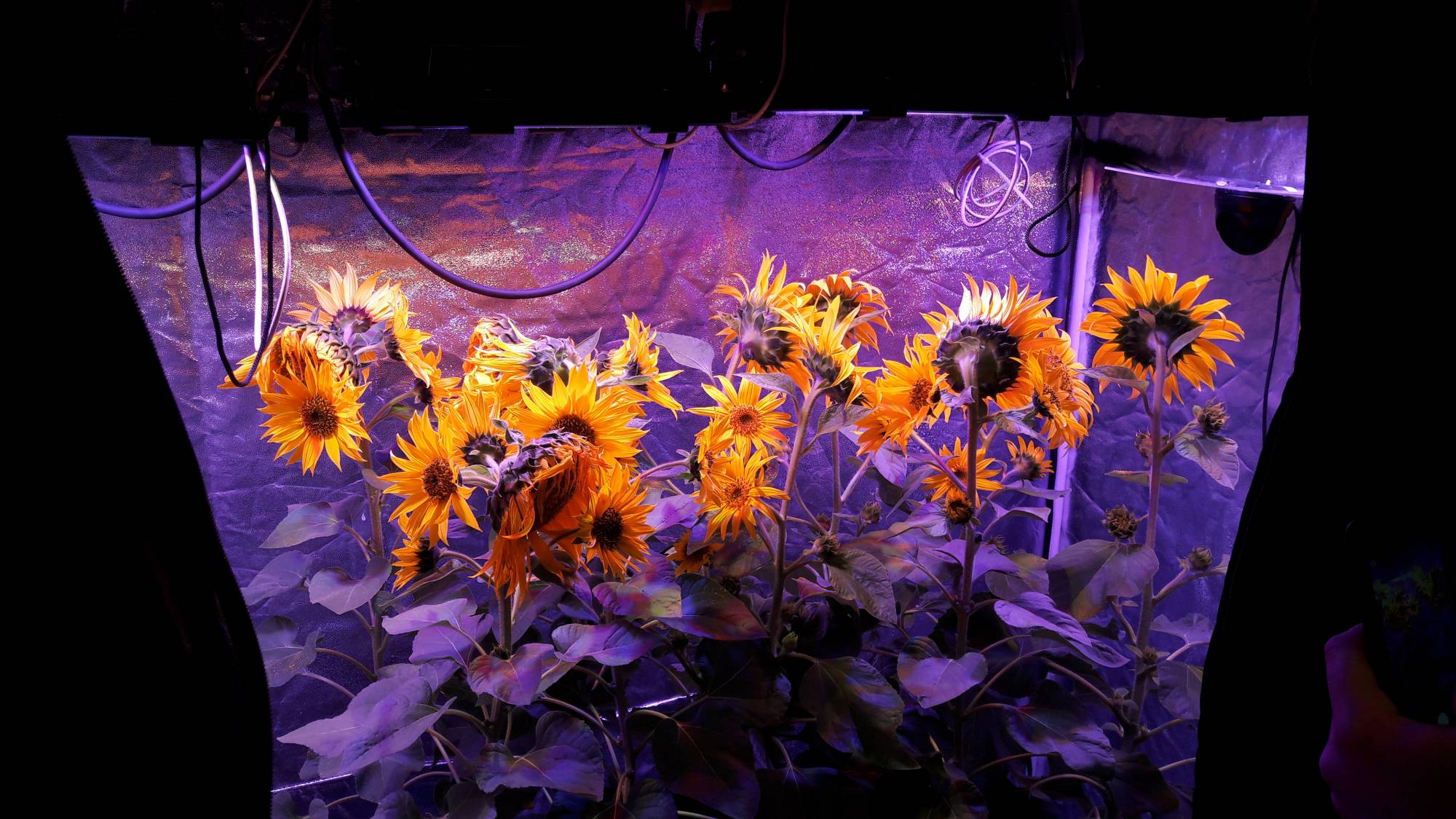 Sunflowers inside greenhouse at ITAP INRAE